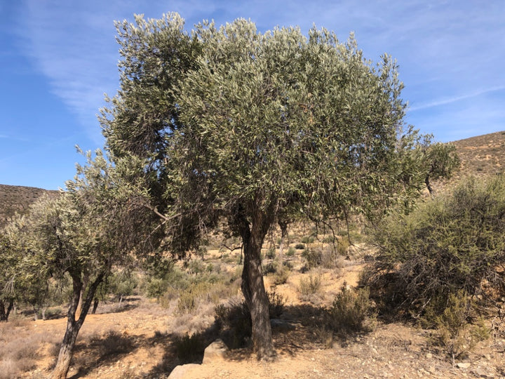 Olive tree in a dry landscape with blue sky