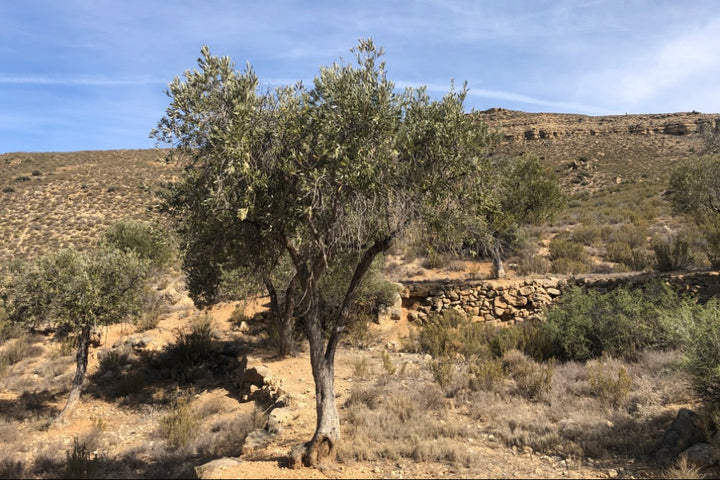 Adopt Your Tree in Olivar Cúrate