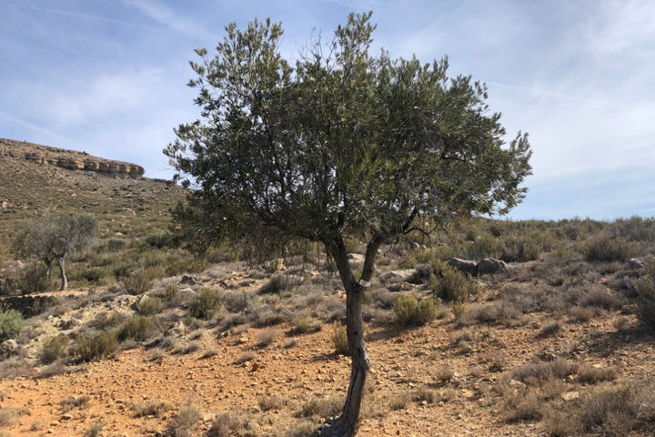 Adopt Your Tree in Olivar Cúrate