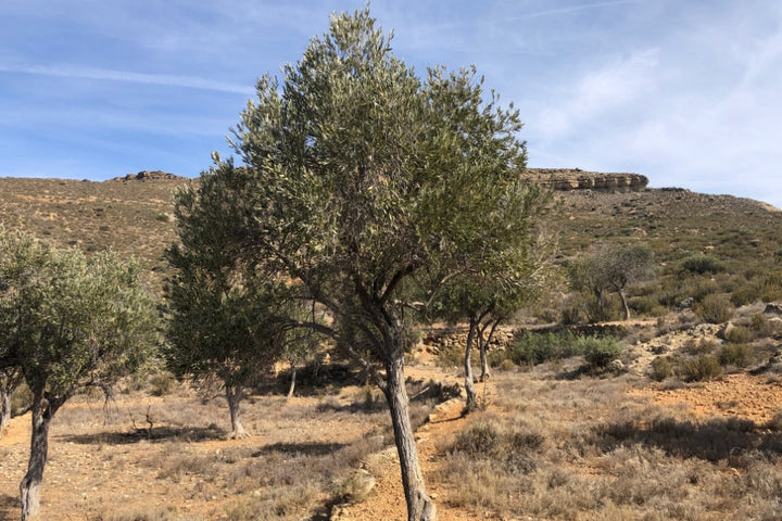 Olive trees in a dry landscape with hills in the background