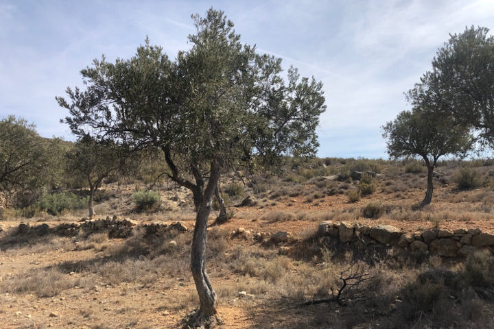 Olive tree in a dry landscape with a clear sky