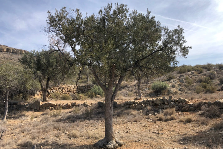 Olive tree in a dry, rocky landscape with a clear sky.
