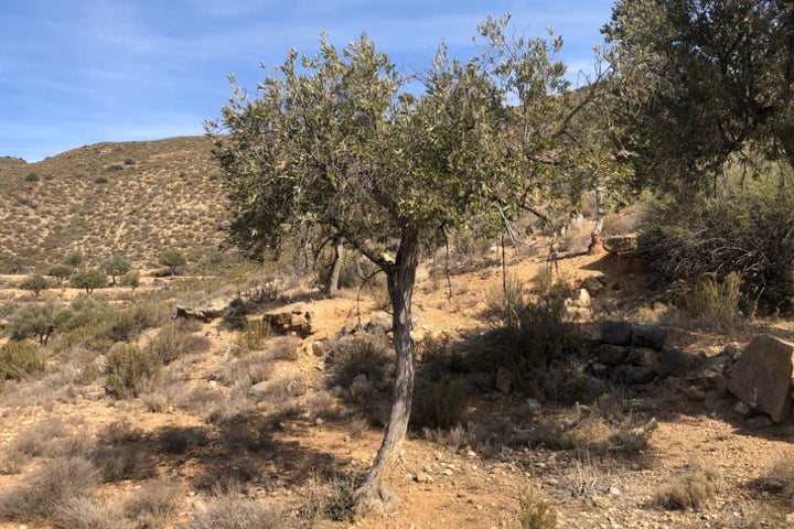 Adopt Your Tree in Olivar Cúrate