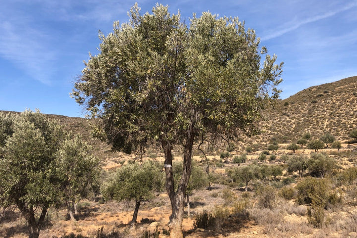 Olive tree in a dry landscape with blue sky