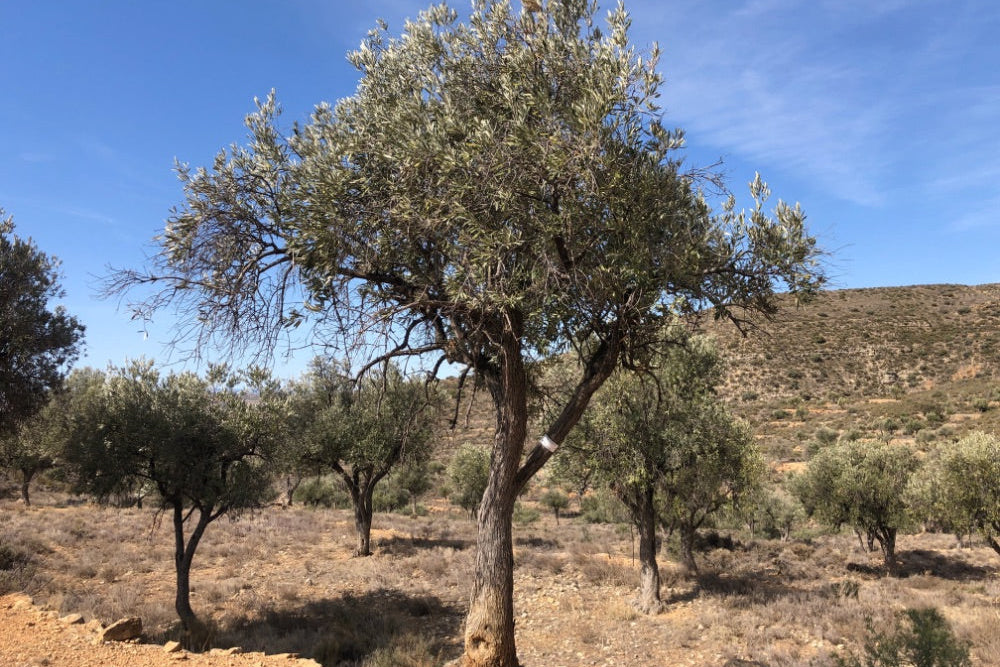 Adopt Your Tree in Olivar Cúrate