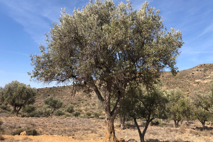 Olive tree in a dry landscape with blue sky