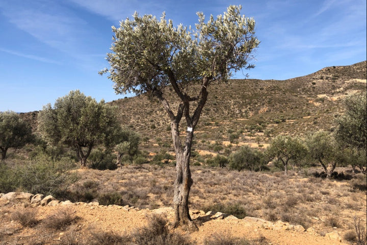 Olive tree in a dry landscape with hills and blue sky