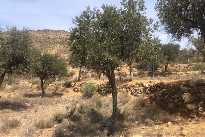 Olive trees in a dry landscape with a stone wall and clear sky