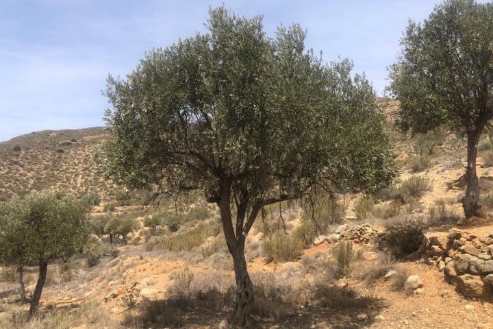 Adopt Your Tree in Olivar Cúrate