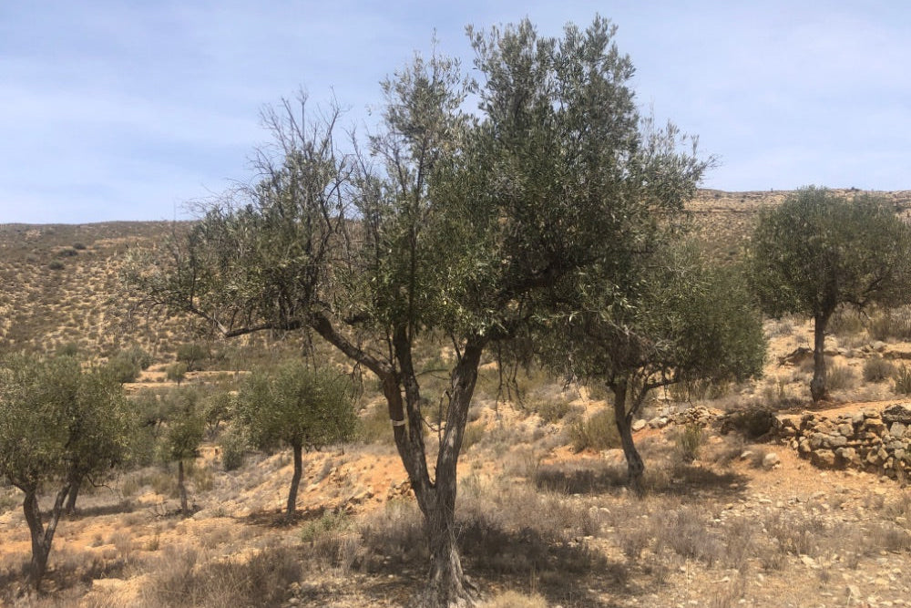 Olive trees in a dry landscape with a clear blue sky