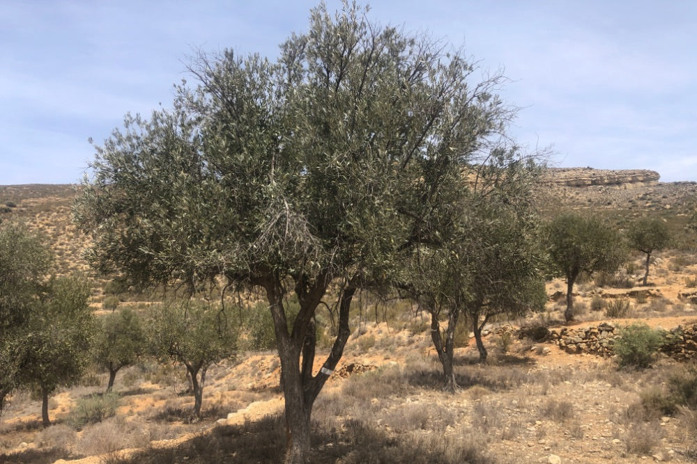 Olive trees in a dry landscape with a clear blue sky