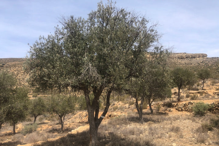 Olive trees in a dry landscape with a clear blue sky