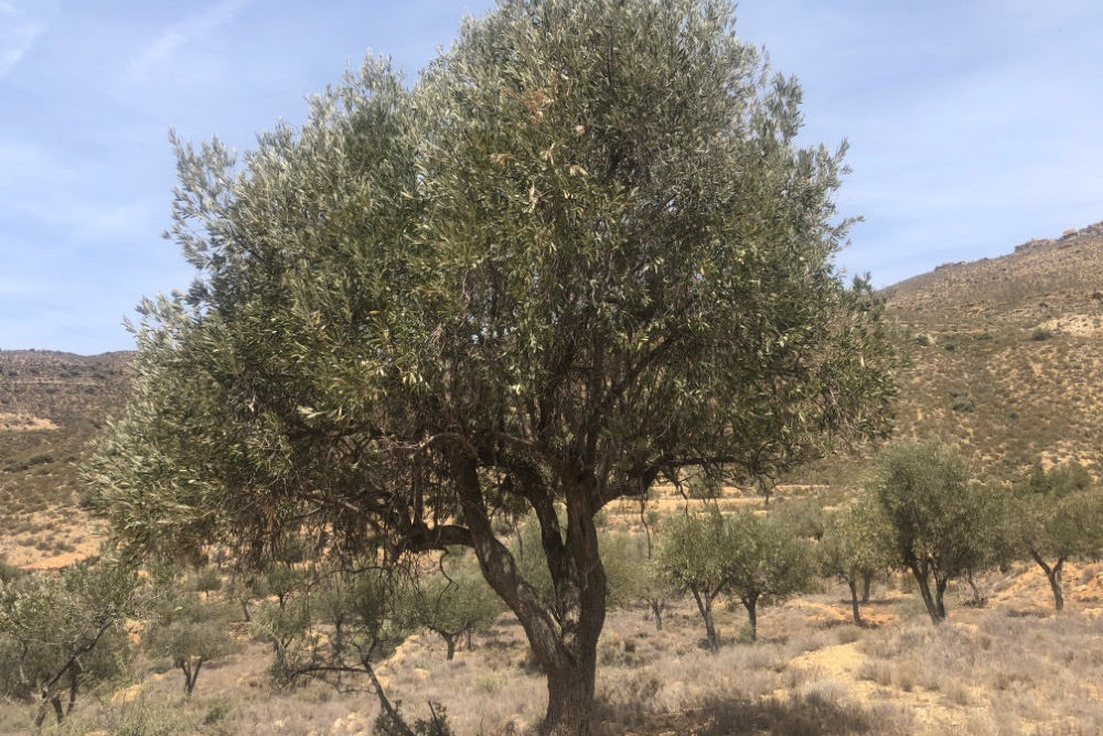Olive tree in a field with mountains in the background
