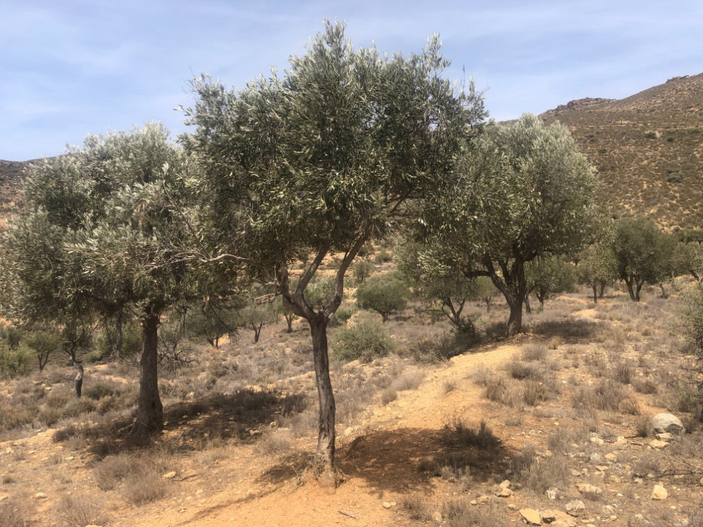 Olive trees in a dry landscape with mountains in the background