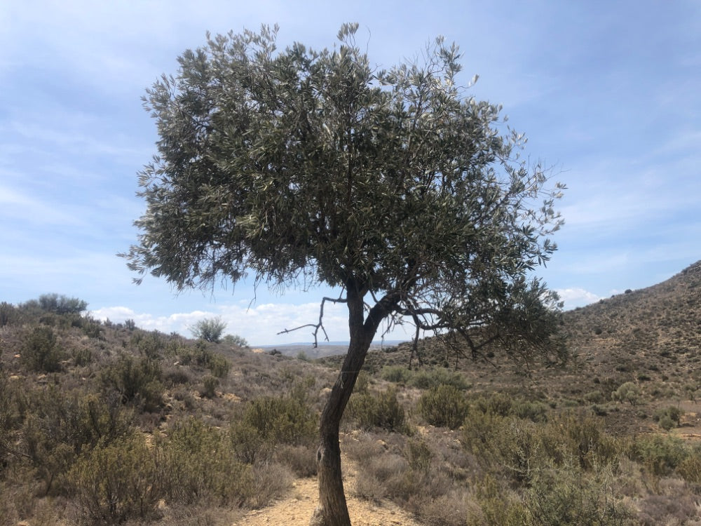 Tree in a desert landscape with mountains in the background