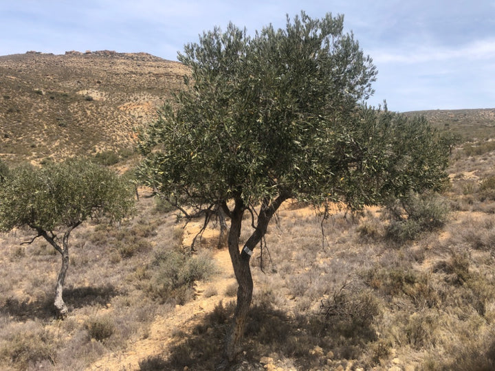 Adopt Your Tree in Olivar Cúrate