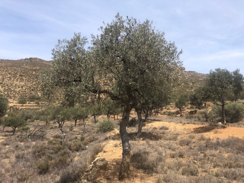 Adopt Your Tree in Olivar Cúrate