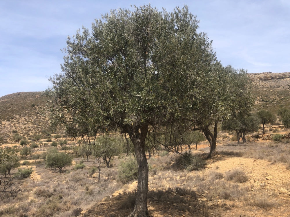 Adopt Your Tree in Olivar Cúrate