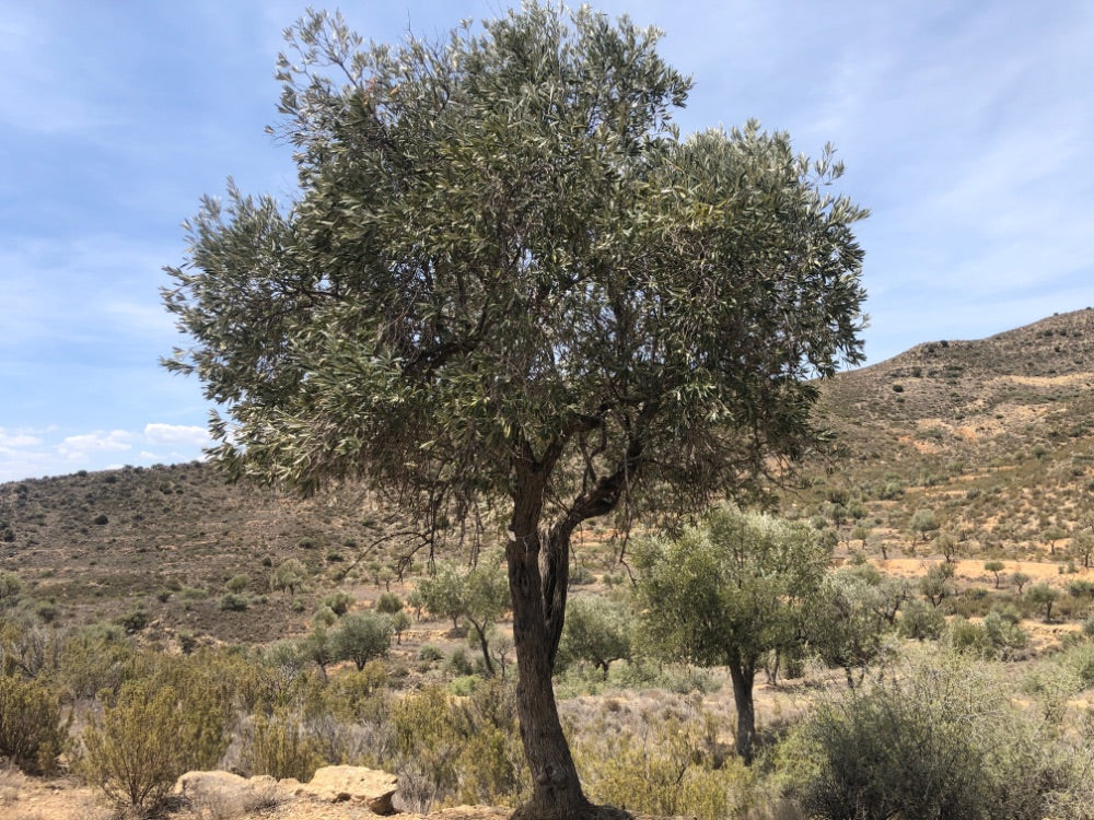 Adopt Your Tree in Olivar Cúrate