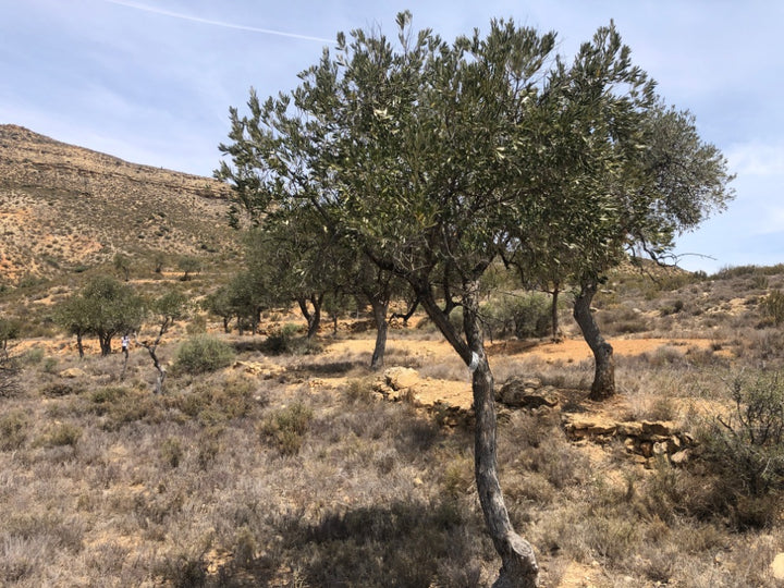 Adopt Your Tree in Olivar Cúrate
