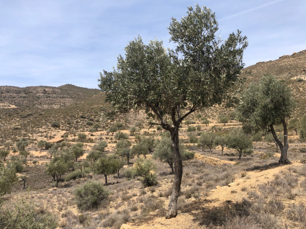 Adopt Your Tree in Olivar Cúrate