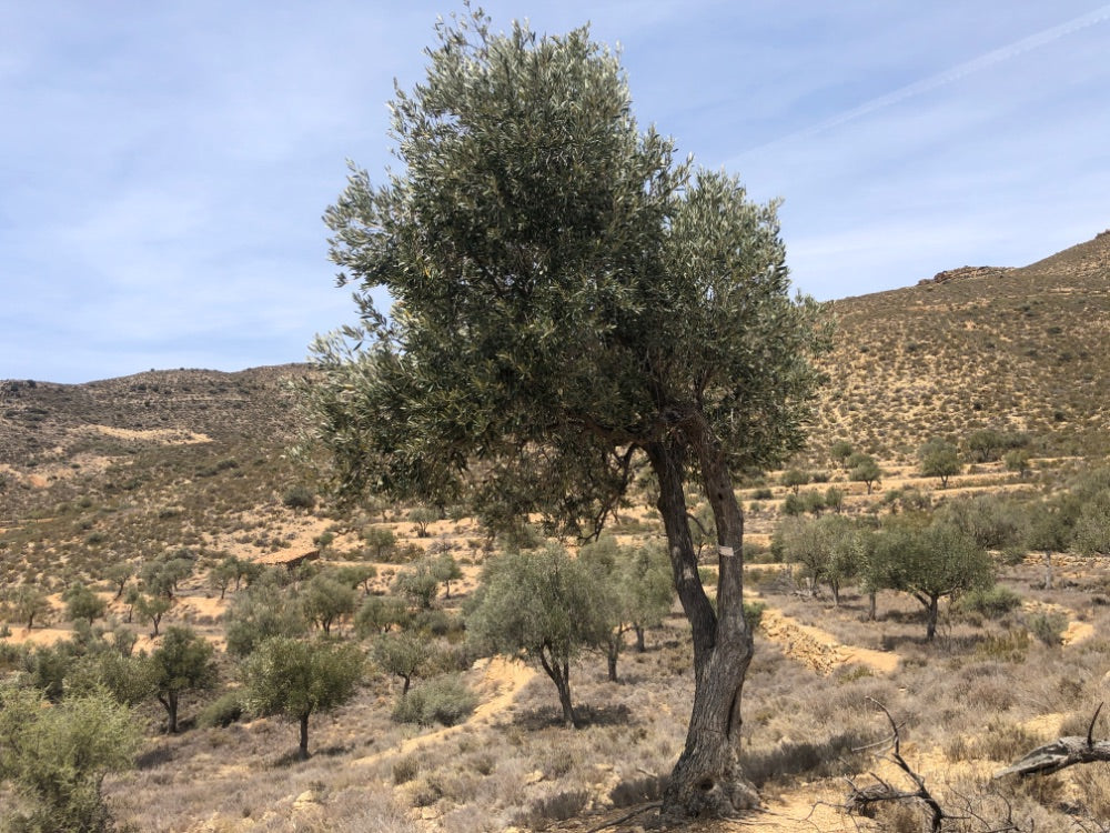Adopt Your Tree in Olivar Cúrate