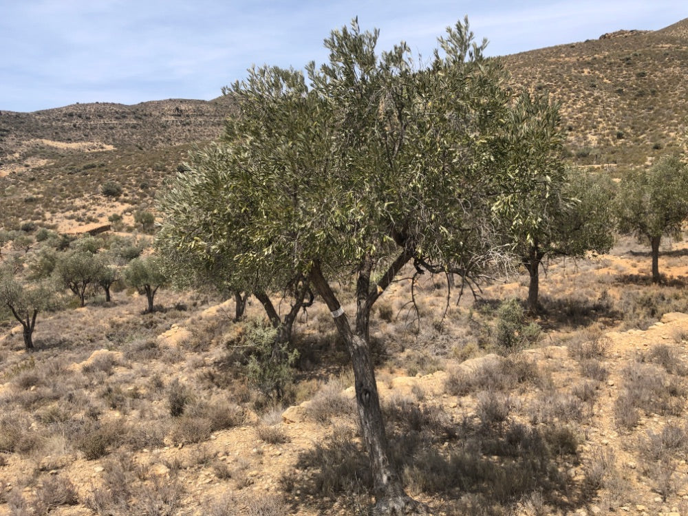 Adopt Your Tree in Olivar Cúrate