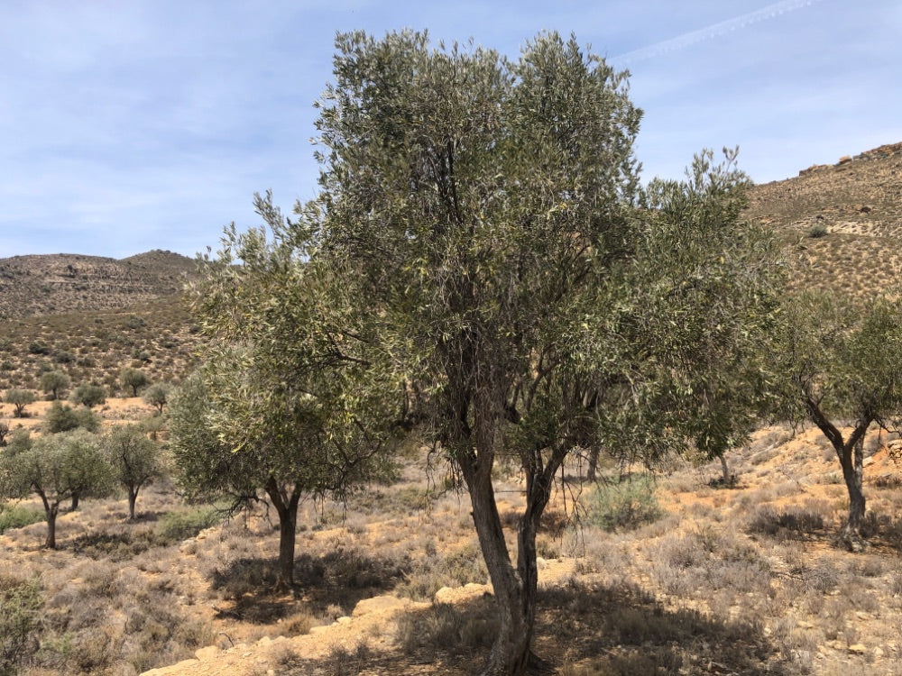 Adopt Your Tree in Olivar Cúrate