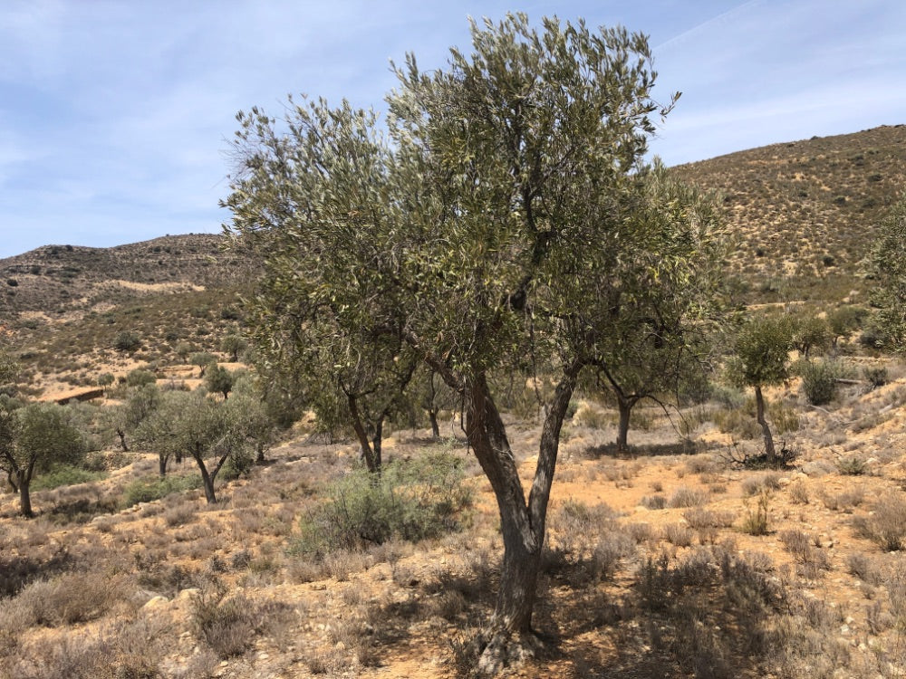 Adopt Your Tree in Olivar Cúrate