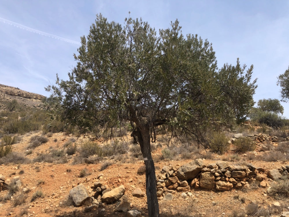 Adopt Your Tree in Olivar Cúrate
