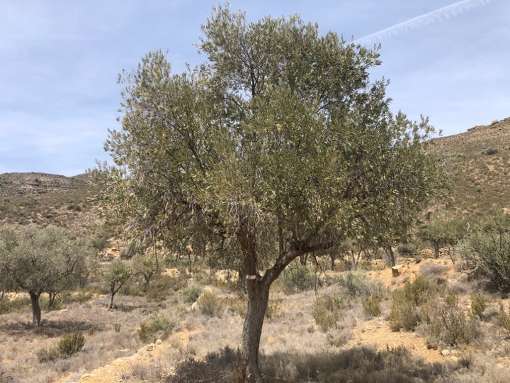 Adopt Your Tree in Olivar Cúrate