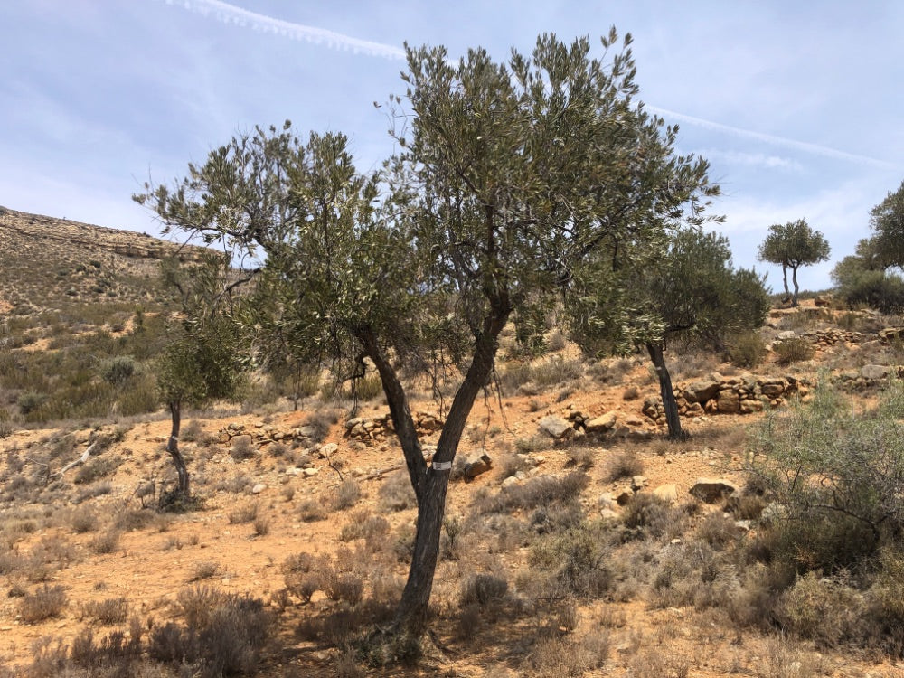 Olive tree in a dry landscape with mountains in the background