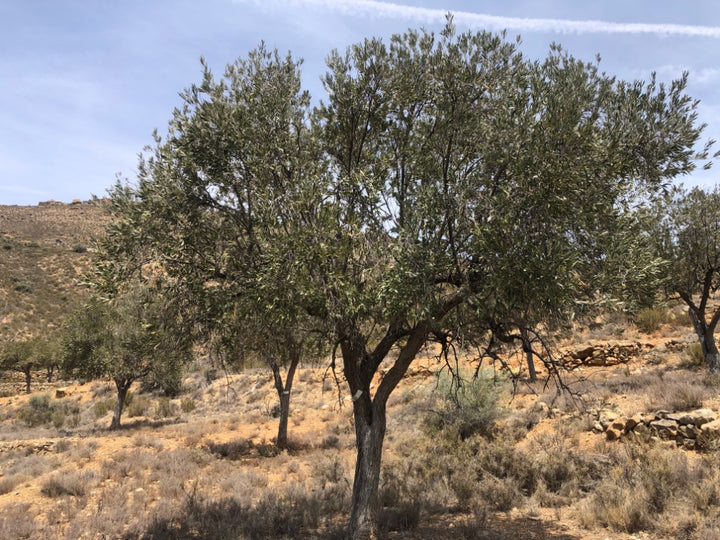 Adopt Your Tree in Olivar Cúrate