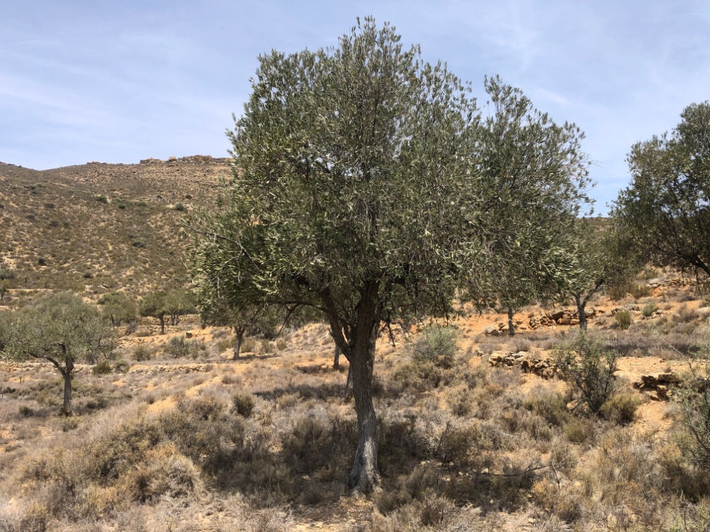 Adopt Your Tree in Olivar Cúrate