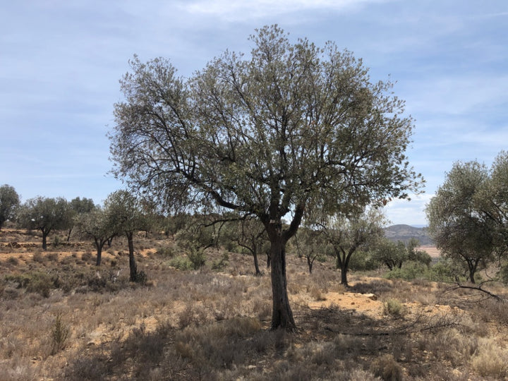 Olive trees in a field with a clear sky