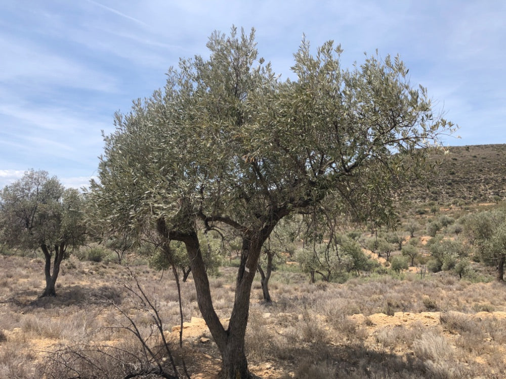 Adopt Your Tree in Olivar Cúrate