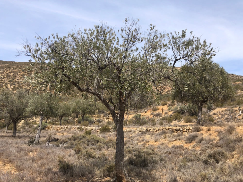 Adopt Your Tree in Olivar Cúrate