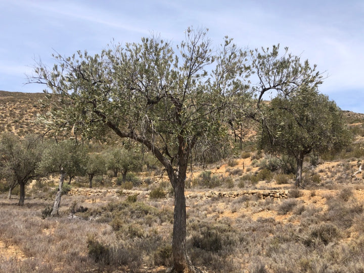 Adopt Your Tree in Olivar Cúrate