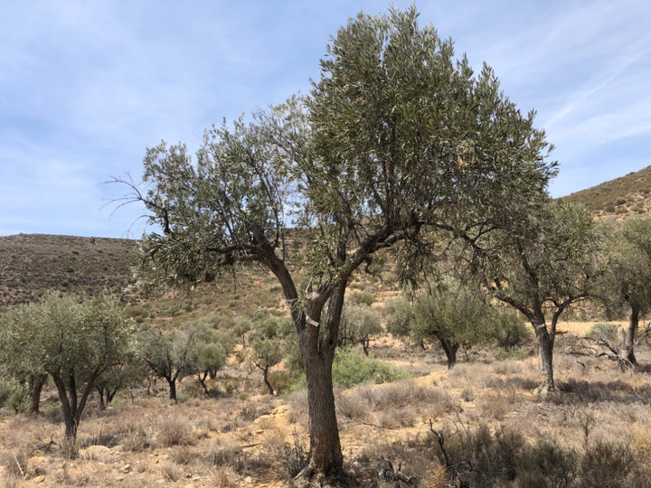 Olive trees in a dry landscape with a clear blue sky