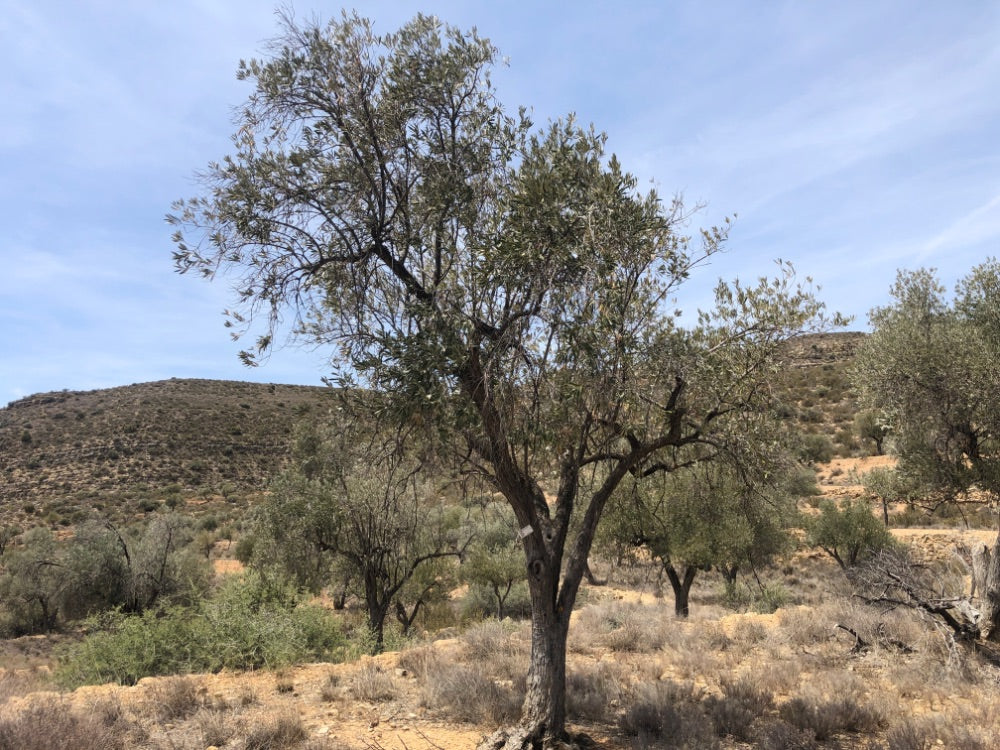 Tree in a dry landscape with hills and clear sky