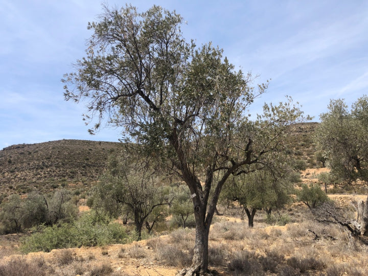 Tree in a dry landscape with hills and clear sky