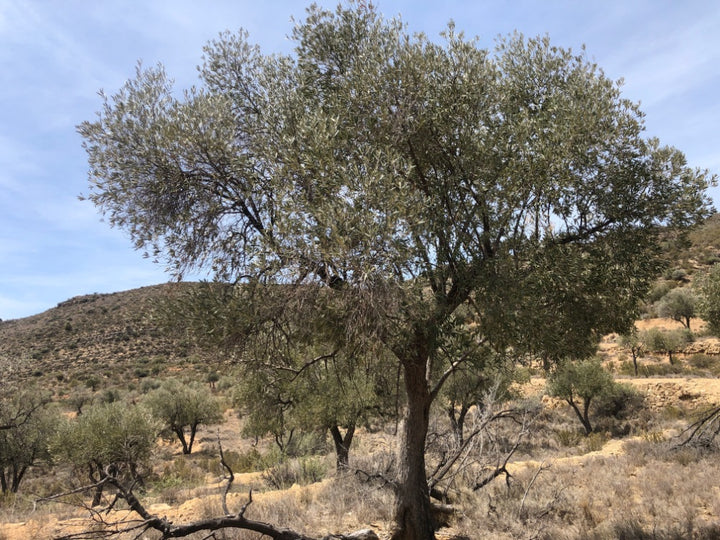 Tree in a desert landscape with mountains in the background