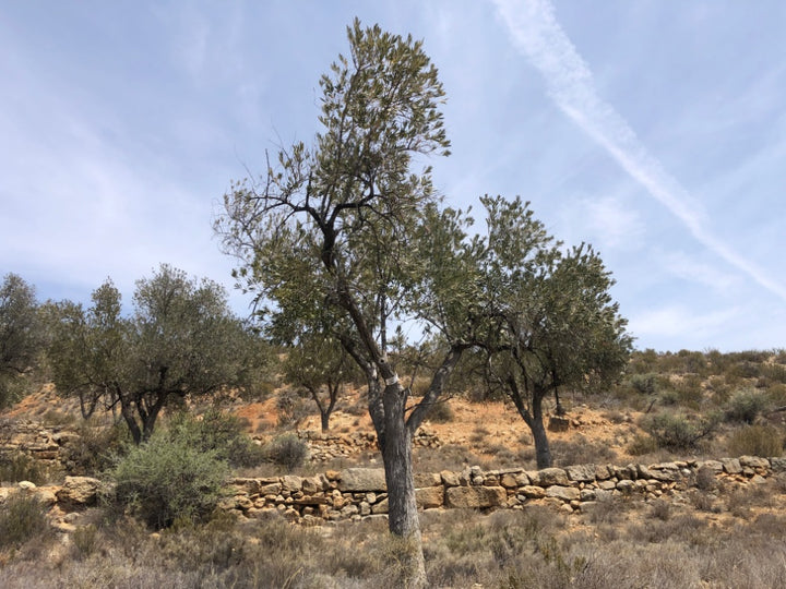 Adopt Your Tree in Olivar Cúrate