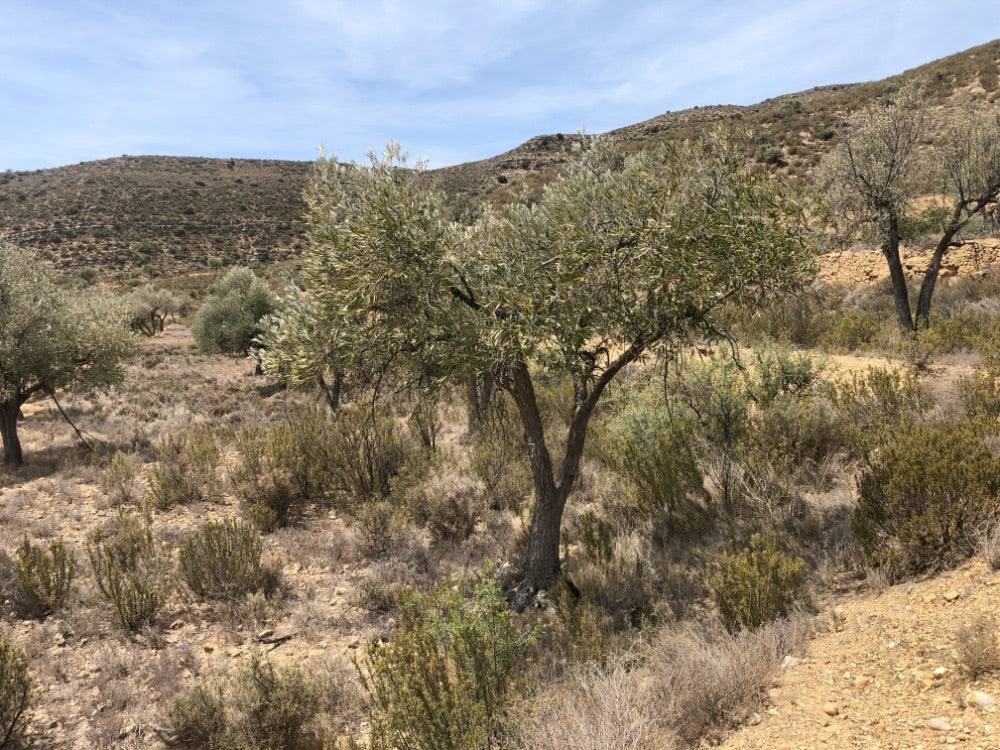 Adopt Your Tree in Olivar Cúrate