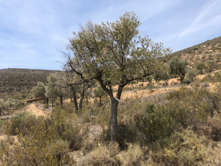 Desert landscape with trees and shrubs under a clear blue sky