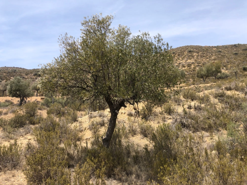 Adopt Your Tree in Olivar Cúrate