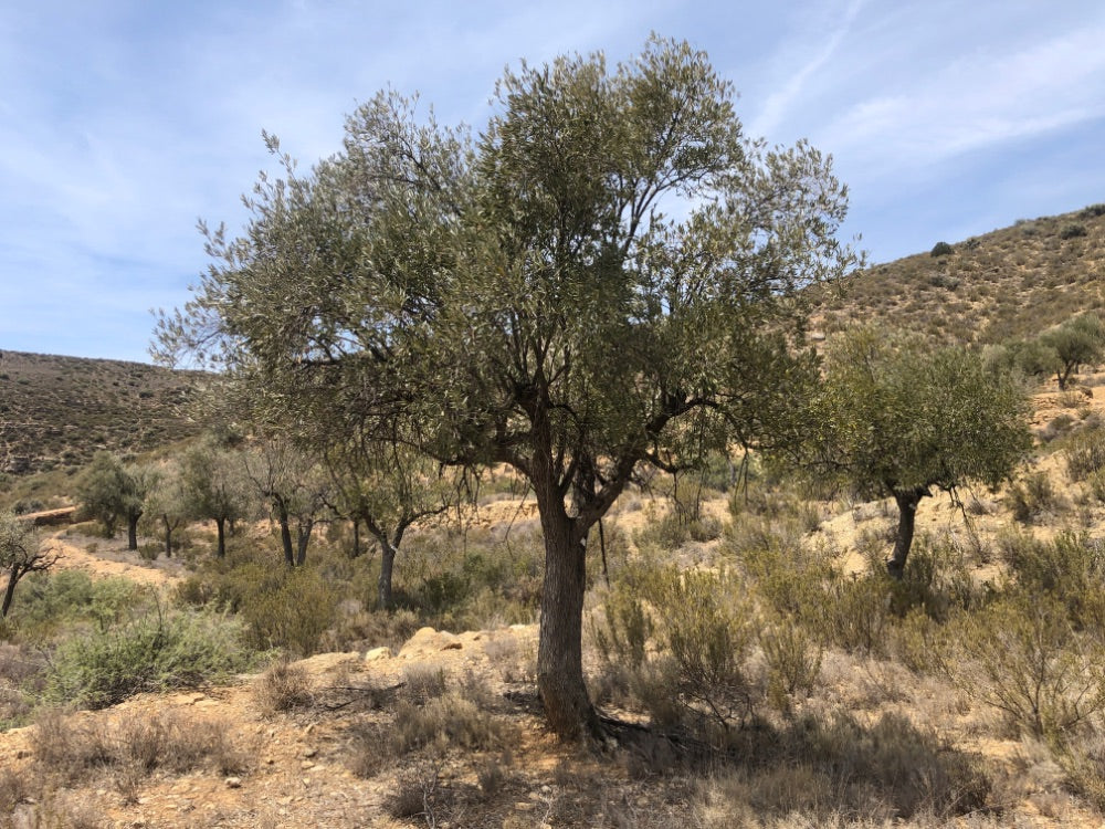 Olive tree in a dry landscape with hills in the background