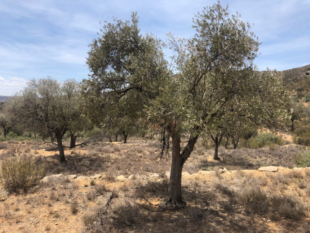 Adopt Your Tree in Olivar Cúrate