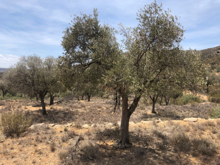 Adopt Your Tree in Olivar Cúrate