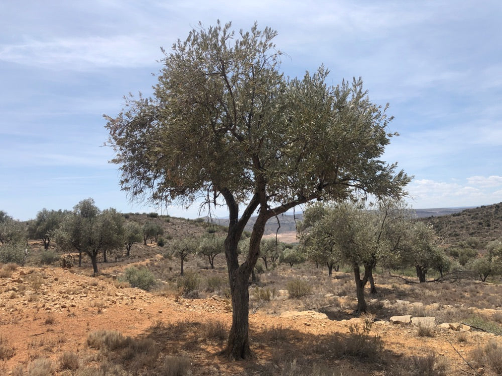 Adopt Your Tree in Olivar Cúrate